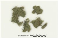 藏品(叉蘚屬)的圖片